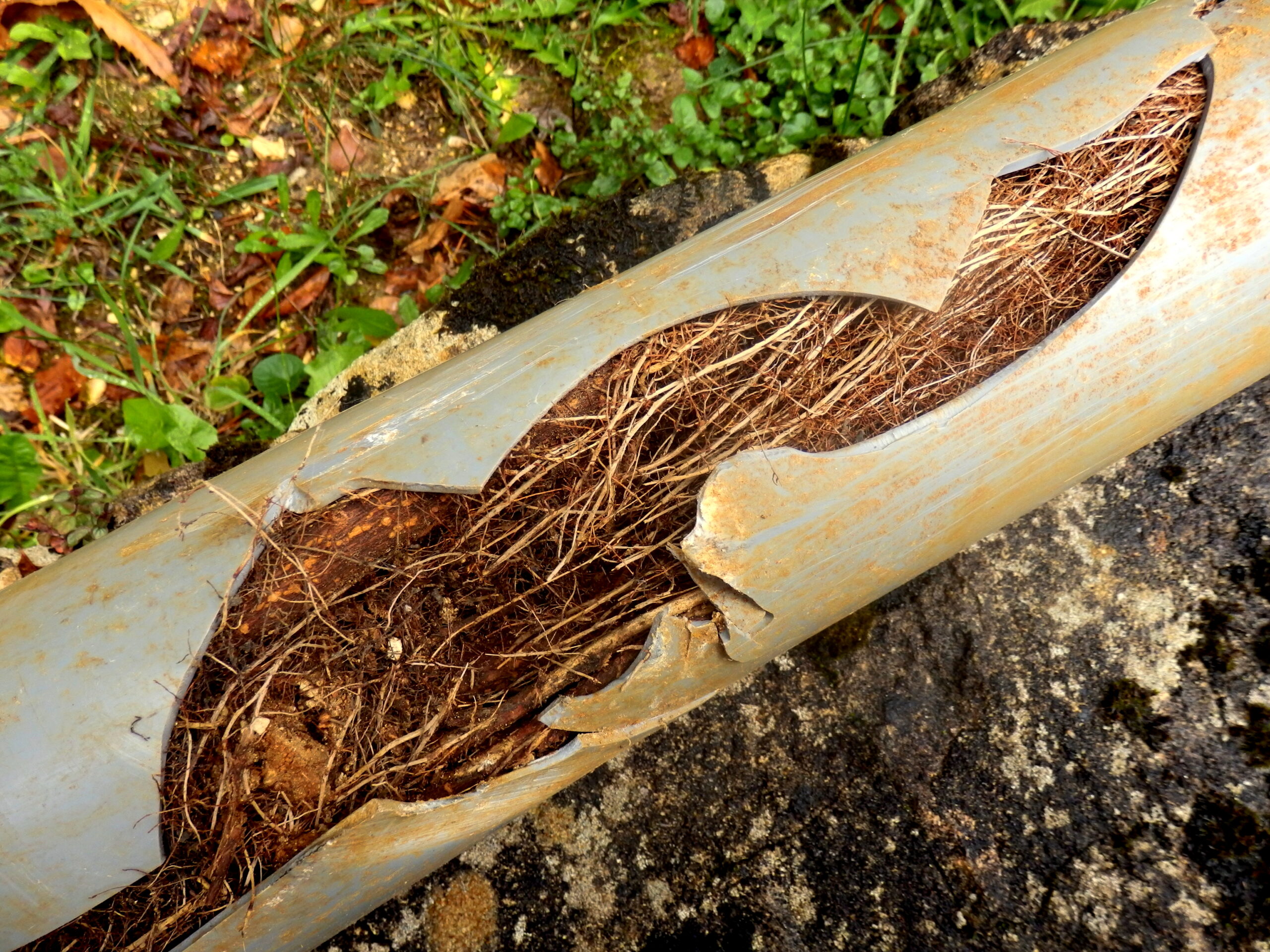 Closeup of split drainage pipe from tree root infiltration